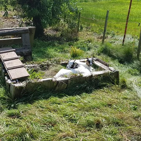 Ziegler- Sonnenschein